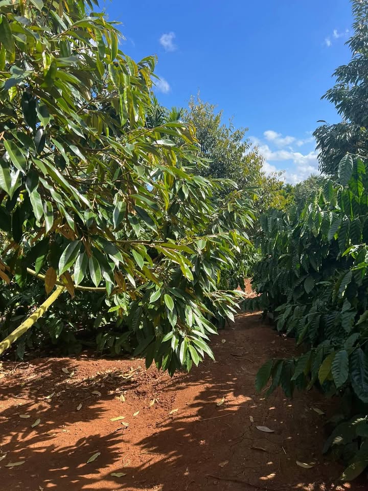 Đất Farm Thổ Cư 720m² Huyện Krông Pắc Giá 2.6 Tỷ - Nguồn Thu Dồi Dào!