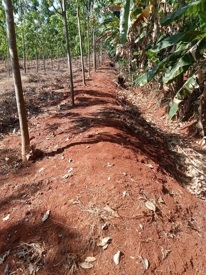 Farm 1,3ha tại Bình Thắng, Bù Gia Mập - Giá 1,5 tỷ - Đầu tư sinh lời hấp dẫn!