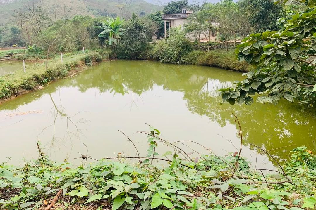 Đất Farm 8500m² Huyện Bình Xuyên, Vĩnh Phúc - Giá chỉ 1 tỷ!