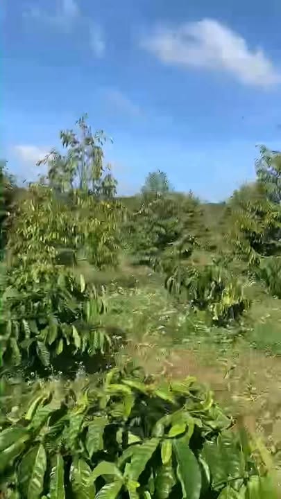 Bán gấp Farm chính chủ tại Ea Siên, Buôn Hồ - 10.000m² chỉ 4 tỷ!