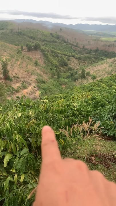 Vườn cà phê kinh doanh tại Nâm N'Đir, Đắk Nông 1,1ha - Giá 900 triệu