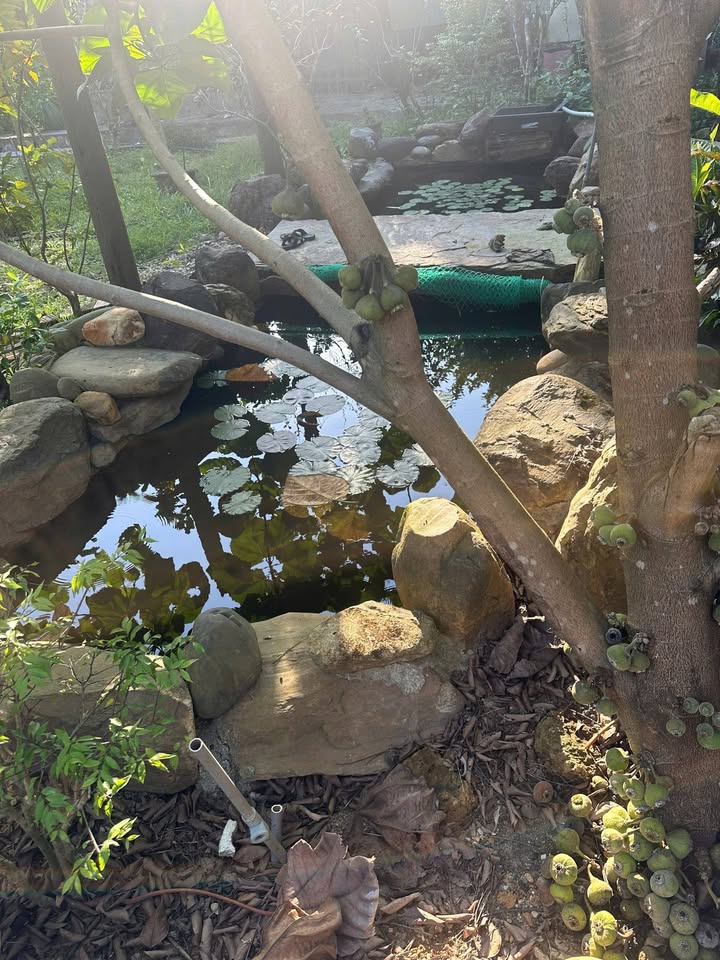 Nhà ba lá Hòa Phước Đà Nẵng 800m² giá 2 tỷ - Tiện ích đầy đủ sẵn sàng ở ngay!