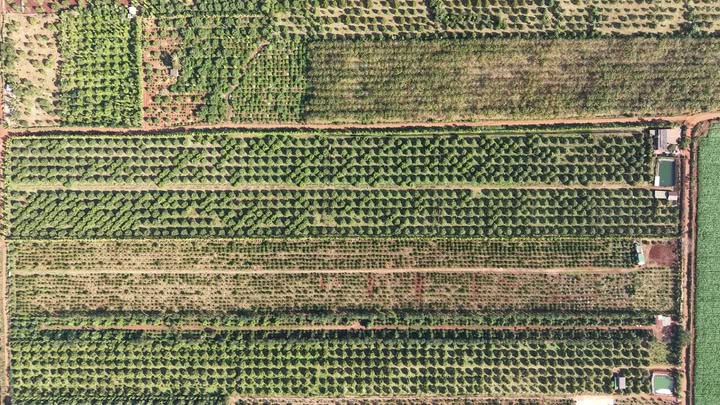 Vườn sầu riêng 4ha tại Cư M'gar, Đắk Lắk – Cơ hội đầu tư vàng!