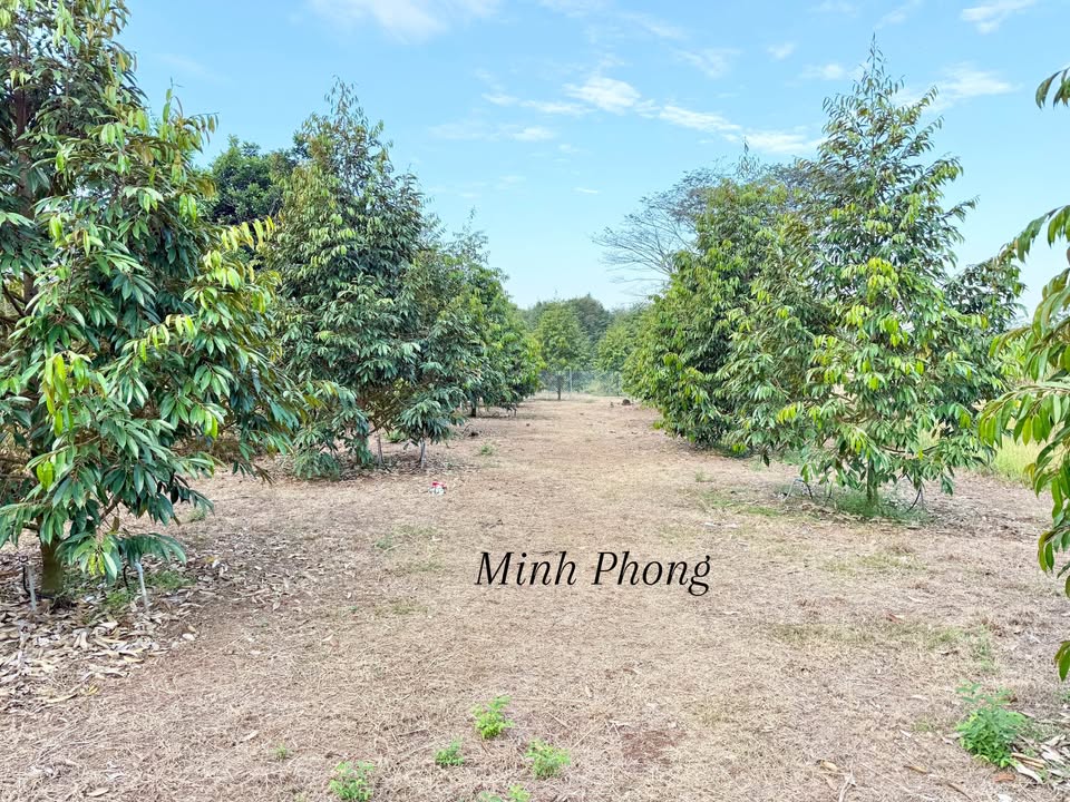 Đất thổ cư Phường Bàu Sen 571m² giá 980 triệu - Đầu tư sinh lời!