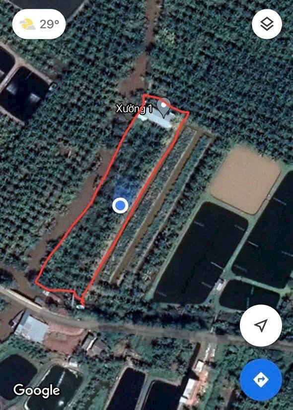 Bán Gấp 5 Công Đất Vườn Dừa & Nhà Xưởng 300m² Tại Bến Tre - Giá 19.5 Tỷ