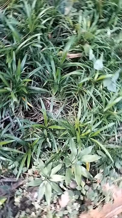 Đất nền xã Bình Trưng 1000m² giá 1.25 tỷ - Cơ hội đầu tư hấp dẫn!