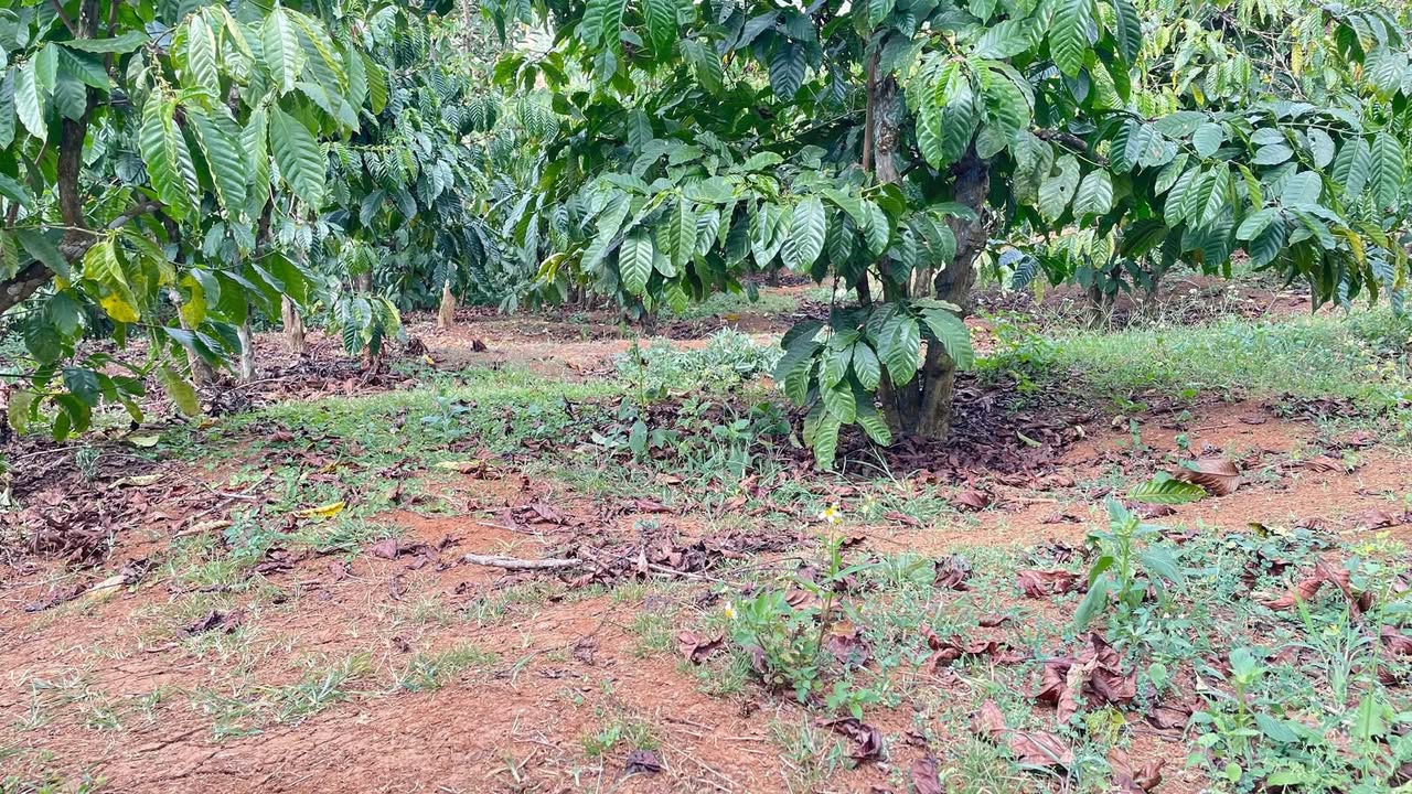 Đất nền Tân Châu, Di Linh 10.800m² giá 1 tỷ - Cơ hội đầu tư tuyệt vời!