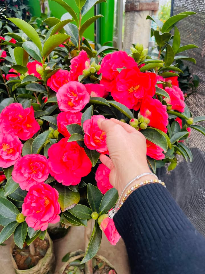 Đất khu phố Cả Thị Trấn Hàng Trạm 260m² giá 700 triệu - Sổ hồng riêng, bán nhanh!