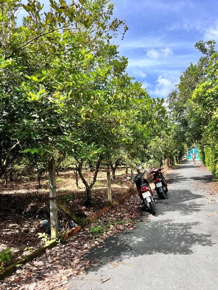 Farm vườn trái cây xã Trung An 2875m² giá 10.062 tỷ - Đang thu hoạch