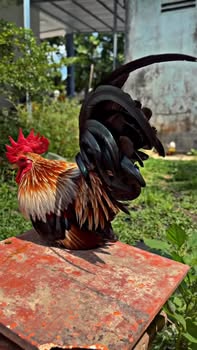 Đất nền thổ cư 360m² tại Bon Yok, Krông Nô chỉ 350 triệu - Cơ hội đầu tư sinh lời!