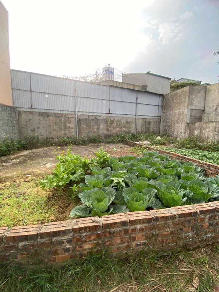 Đất nền 50,5m² xã Phú Nghĩa, Chương Mỹ giá 1 tỷ - Cơ hội đầu tư hấp dẫn!