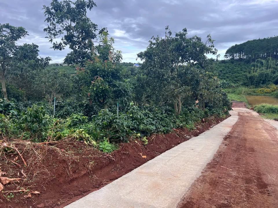 Đất thổ cư 1000m² tại Nam Ban, Lâm Hà - Giá chỉ 1.25 tỷ - Cơ hội đầu tư tuyệt vời!