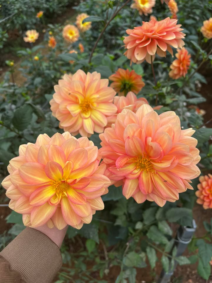 Đất nền Mộc Sơn 210m² giá 7 tỷ - Sổ hồng chính chủ, vị trí đắc địa!