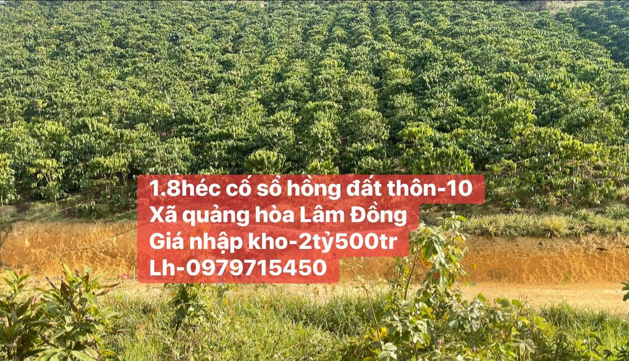 Lô rẫy cà phê 1.8ha tại Đắk Glong giá 2.5 tỷ - Cơ hội đầu tư hấp dẫn!