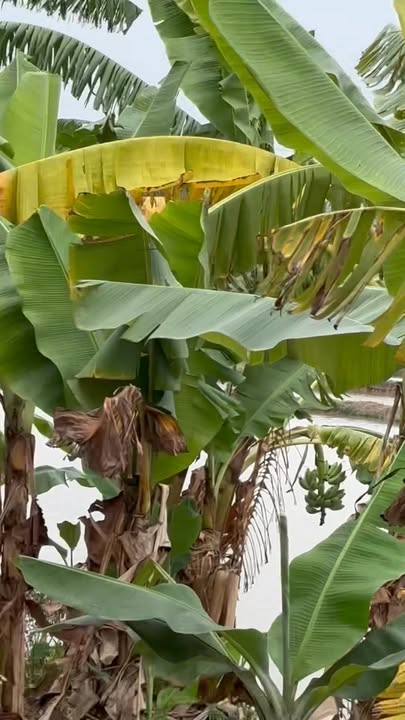 Đất nền tại xã Hương Lạc, huyện Lạng Giang, 100m² giá chỉ 100 triệu - Cơ hội đầu tư hiếm có!