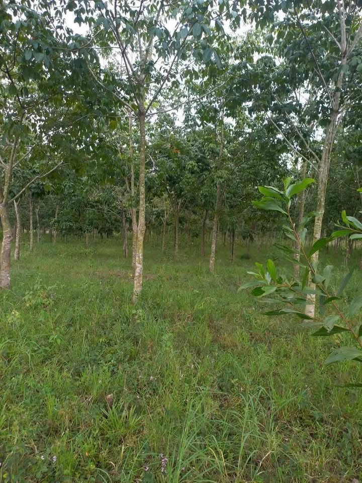 Đất Farm Ấp Cây Ổi, Xã Hòa Thạnh, 6.1 ha chỉ 1 tỷ - Đầu tư sinh lời!