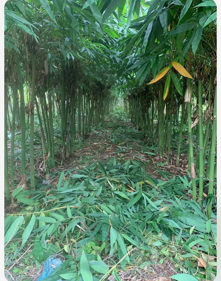 Đất thổ cư 130m² hẻm Nguyễn Lương Bằng, Phường Long Hoa giá 390 triệu - Cơ hội đầu tư tuyệt vời!