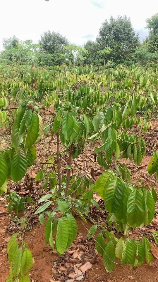 Đất nông nghiệp Hòa Xuân 720m² giá 1.1 tỷ - Cơ hội đầu tư hấp dẫn!