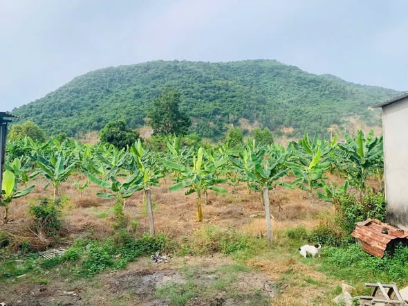 Đất nền 720m² tại Châu Pha, TP Bà Rịa - Giá chỉ 4.5 tỷ - Pháp lý rõ ràng