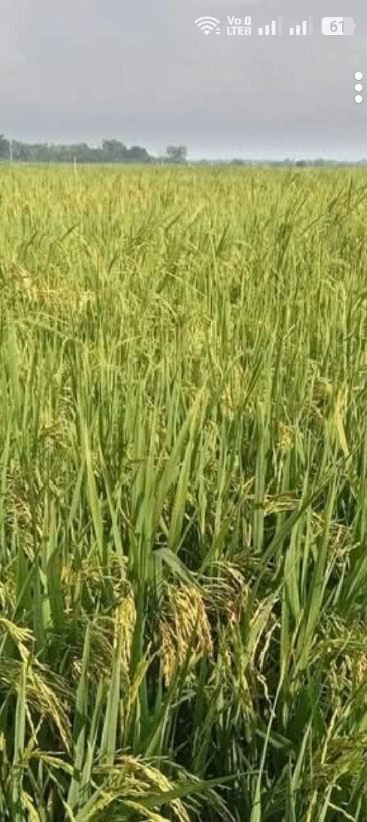 Đất ruộng trồng lúa 49,000m² tại xã Hòa Điền, Kiên Lương - Giá 85 triệu!