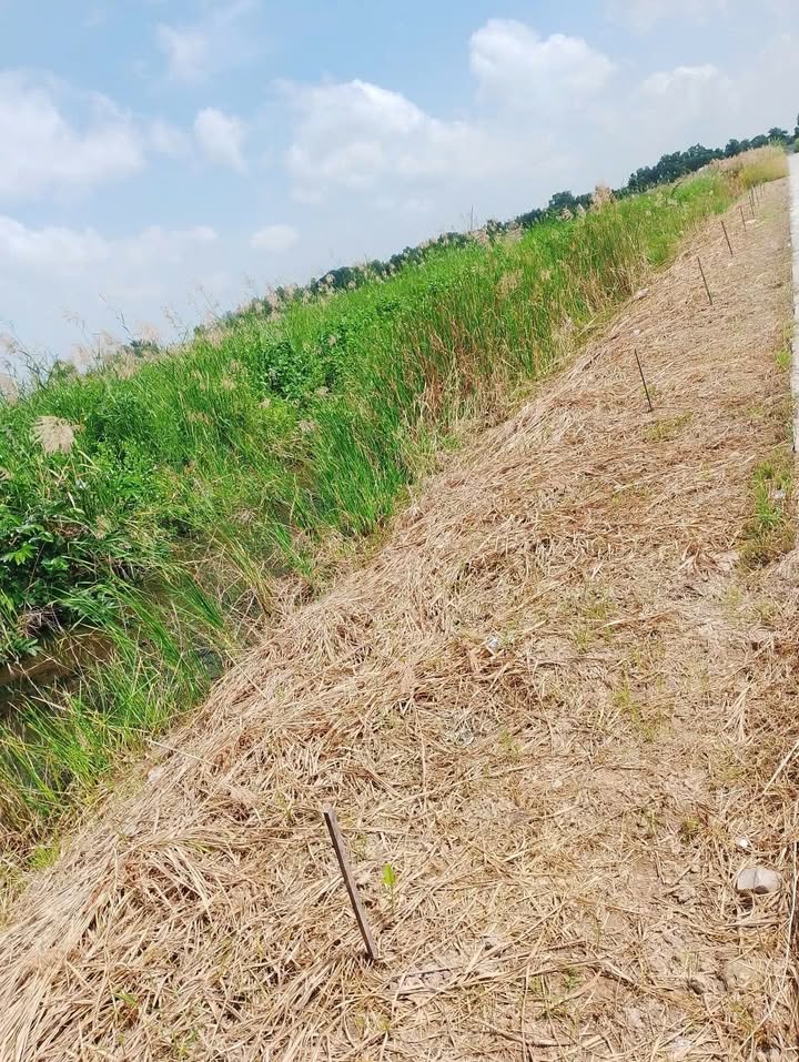 Đất nền xã Đông Hưng B, 990m² giá 320 triệu - Đường nhựa rộng rãi, đầu tư sinh lời!