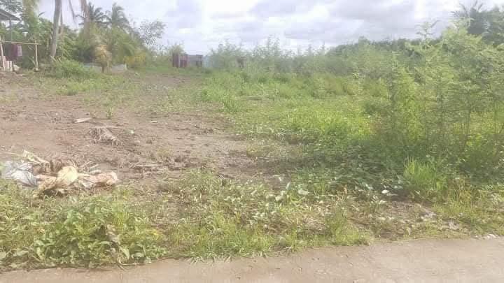 Đất nông nghiệp 990m² tại Ấp Chánh, Cà Mau - Cơ hội đầu tư hấp dẫn!