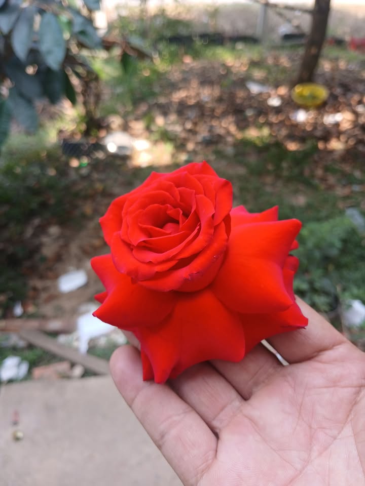 Đất thổ cư Xóm Mới, Trảng Bàng 108m² giá chỉ 400 triệu - Cơ hội đầu tư không thể bỏ lỡ!