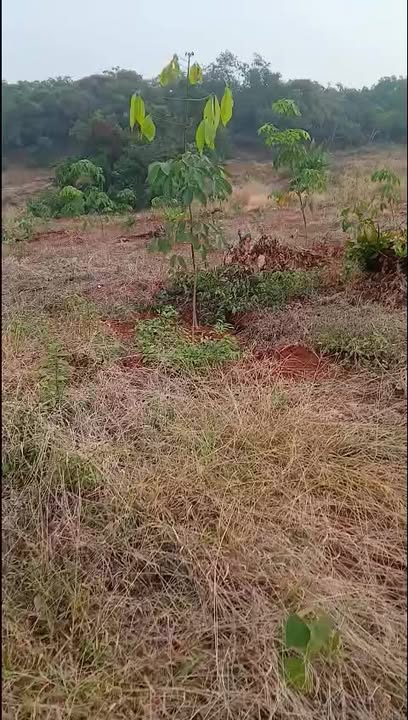 Đất Vĩnh Cửu Đồng Nai 2.4ha Mặt Tiền Nhựa - Sẵn Sàng Đầu Tư