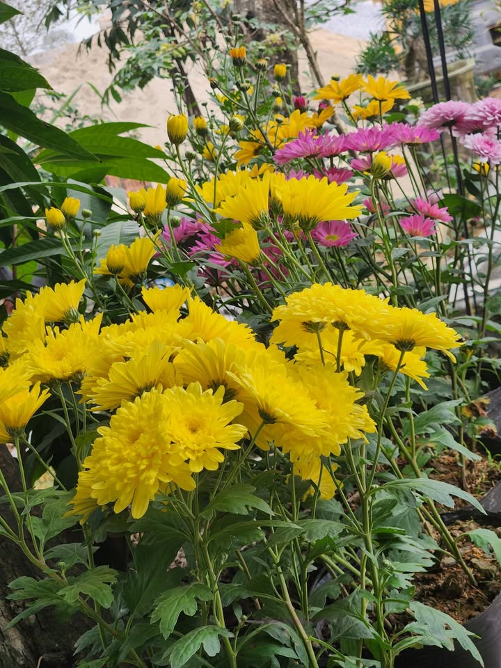 Đất nền Tỉnh lộ 517 Đông Yên 240m² - Đầu tư tiềm năng sinh lời cao!