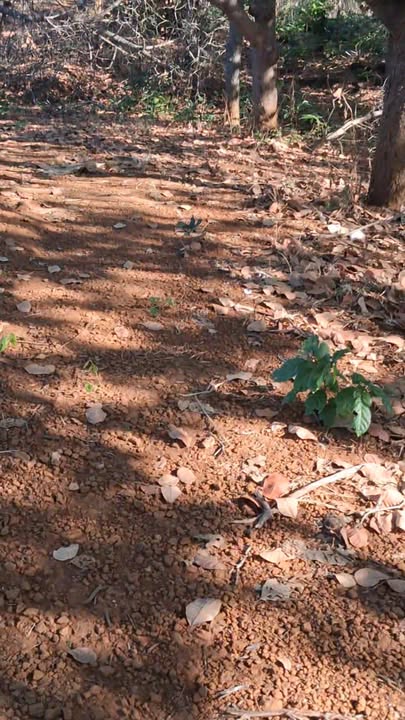 Đất vườn 1.2ha tại xã Ia Kriêng, Đức Cơ giá 700 triệu - Sổ hồng chính chủ!