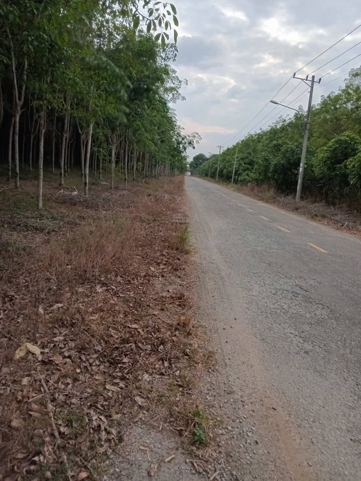 Đất Farm Phước Hòa Bình Dương 1,3ha giá 7 tỷ - Đầu tư sinh lời ngay!