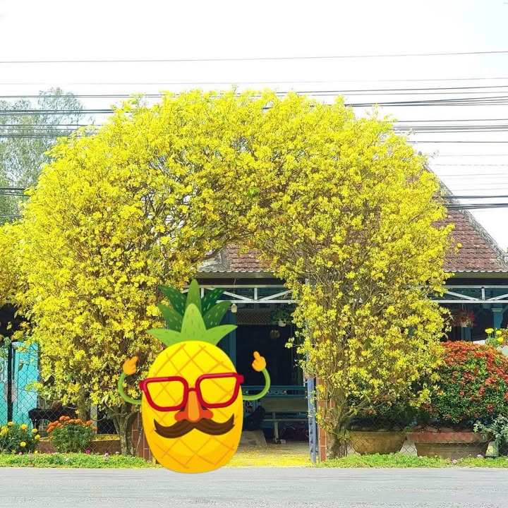 FrontHouse Đường Trần Ngọc Giải, Mỹ Tho 325m² giá 6 tỷ - Đầu tư kinh doanh sinh lợi!