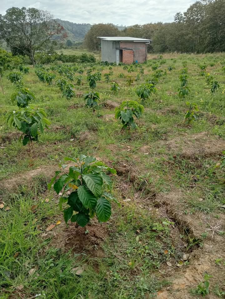 Farm cà phê 1ha tại Đăk Lăk giá 3.6 tỷ - Đầu tư sinh lời ngay!