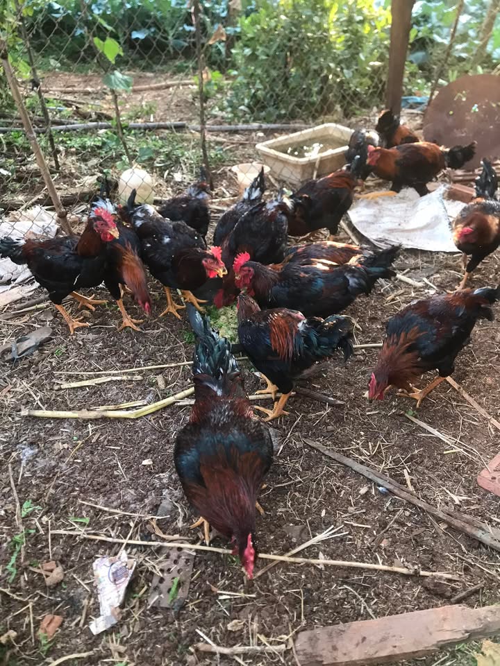 Đất nền phường Thành Nhất, Buôn Ma Thuột 1156m² giá 2,5 tỷ - Sổ đỏ chính chủ!