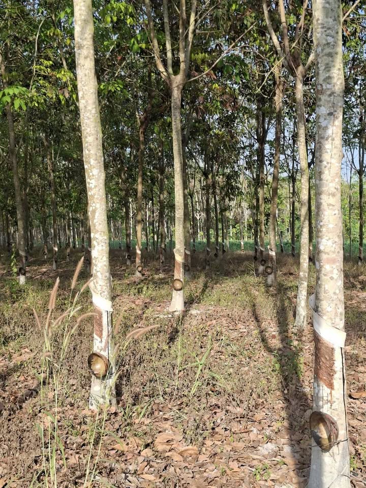 Đất Farm 4,3 Mẫu Tại Ấp Hội Phú, Tây Ninh - Giá 5,5 Tỷ Thương Lượng