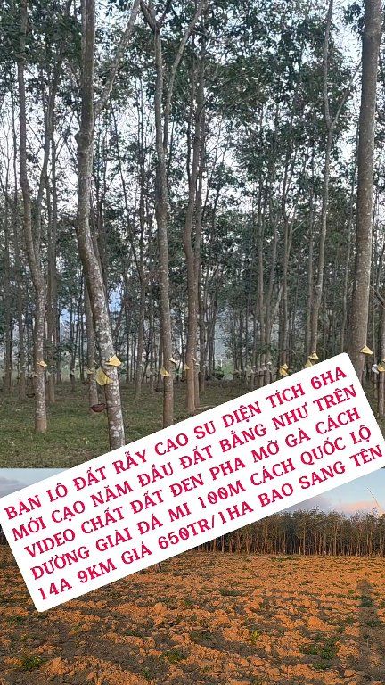 Lô đất rẫy cao su 6 hecta tại xã Ia Le, Gia Lai - Giá chỉ 650 triệu
