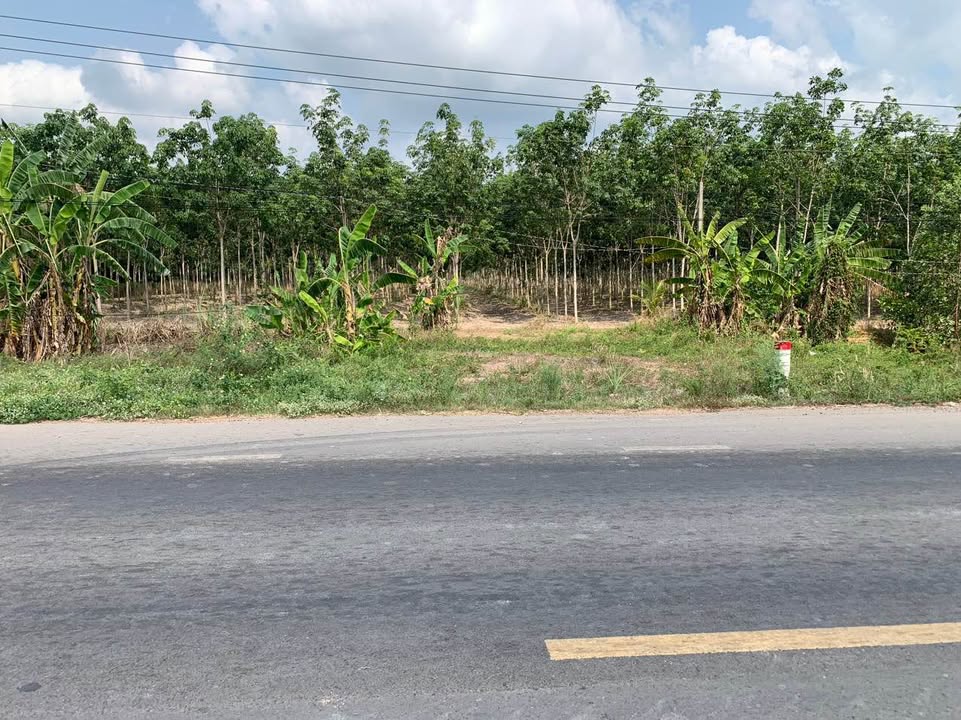 Đất kho xưởng mặt tiền DT 793, Tây Ninh 793m² giá 51.5 tỷ - Tiềm năng sinh lời cao!