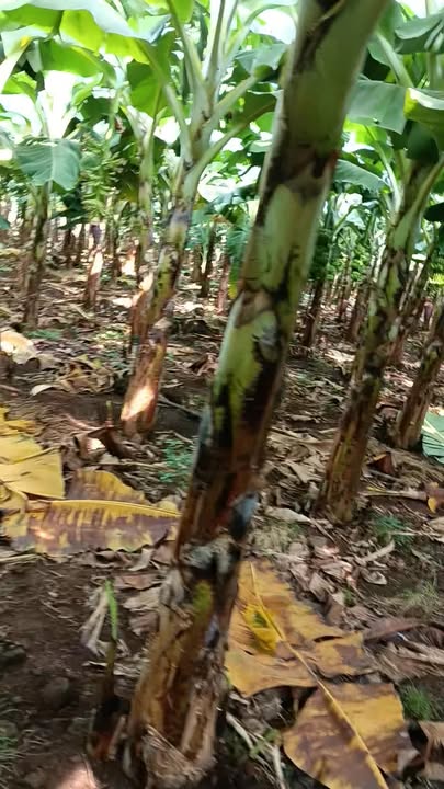 Đất nền 1000m² xã Bàu Hàm, Trảng Bom - Sổ riêng, giá 590 triệu!