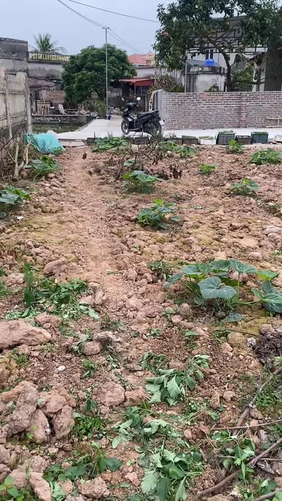 Đất thổ cư Xã An Quí, Huyện Quỳnh Phụ 129m² giá 500 triệu - Cơ hội đầu tư hấp dẫn!