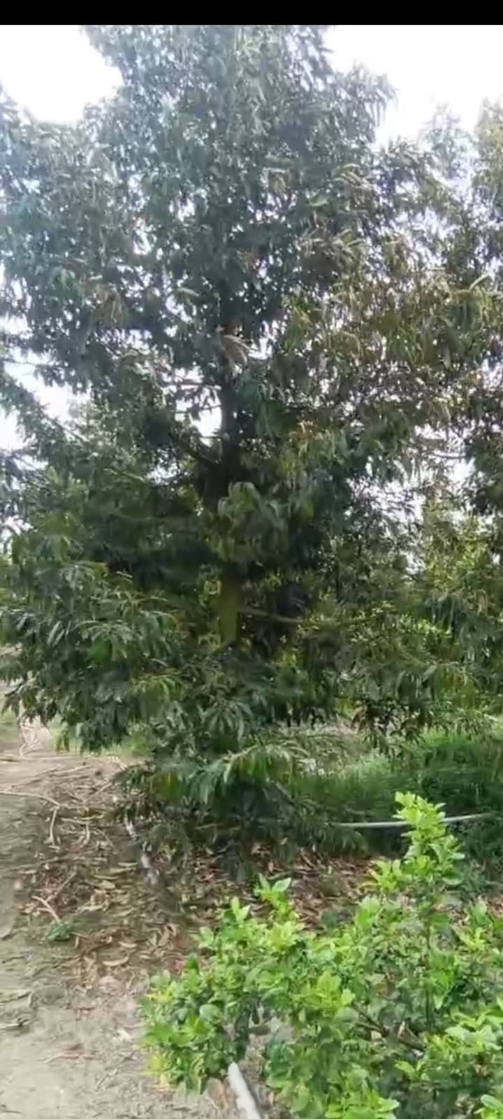 Đất nông nghiệp Xã Mỹ Tân, Huyện Cái Bè 10.000m² giá chỉ 7 tỷ - Đầu tư sinh lời hấp dẫn!