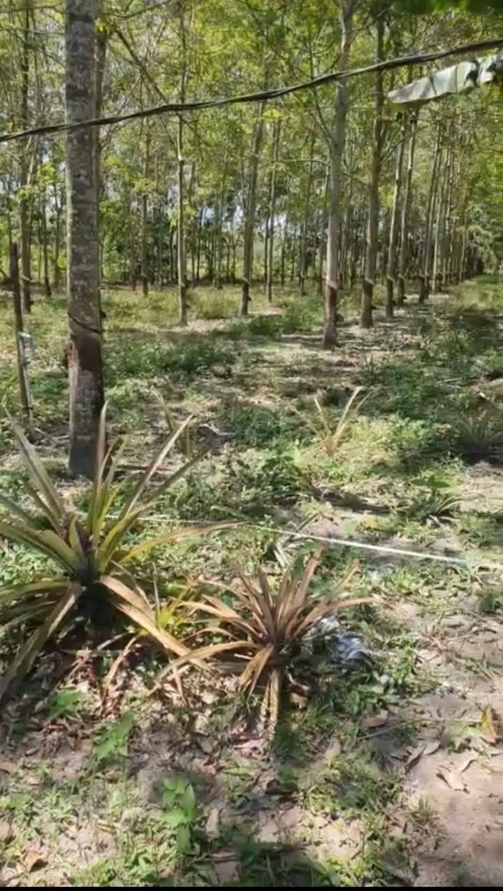 Đất Farm 720m² Phước Sang, Phú Giáo, Bình Dương - Giá 1.1 tỷ, Thương lượng ngay!