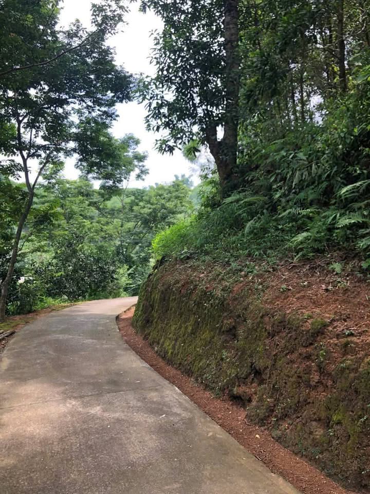 Bán Trang Trại Yên Bái 15.000m² Sổ Hồng - Gần Ruby Yên Bình