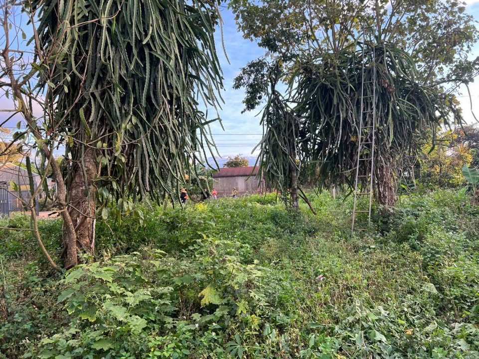 Bán gấp FrontHouse mặt đường Ỷ Lan, Biển Hồ, 290m² chỉ 1.5 tỷ - Đầu tư sinh lời!