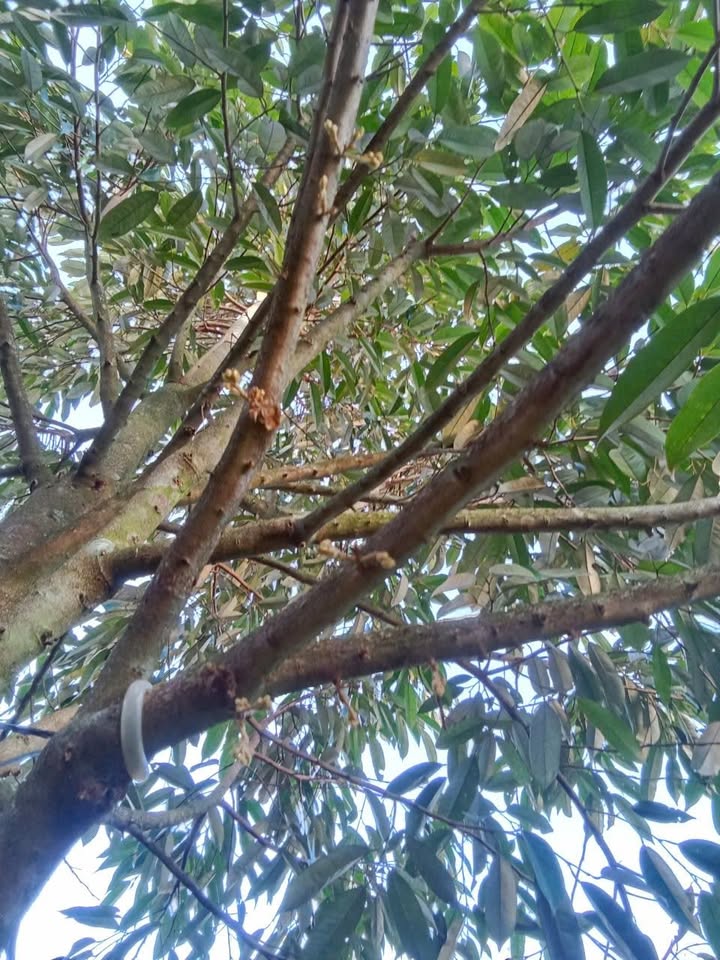 Đất sào Bàu Bàng 5400m² giá chỉ 140 triệu - Sổ đỏ chính chủ sẵn sàng!