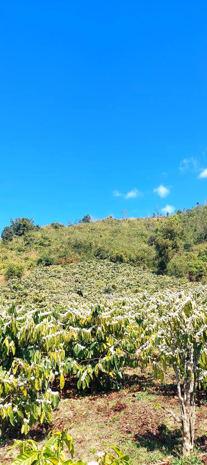 Đất Farm Thôn 8 Đắk Ui 5400m² giá 300 triệu - Sổ đỏ chính chủ