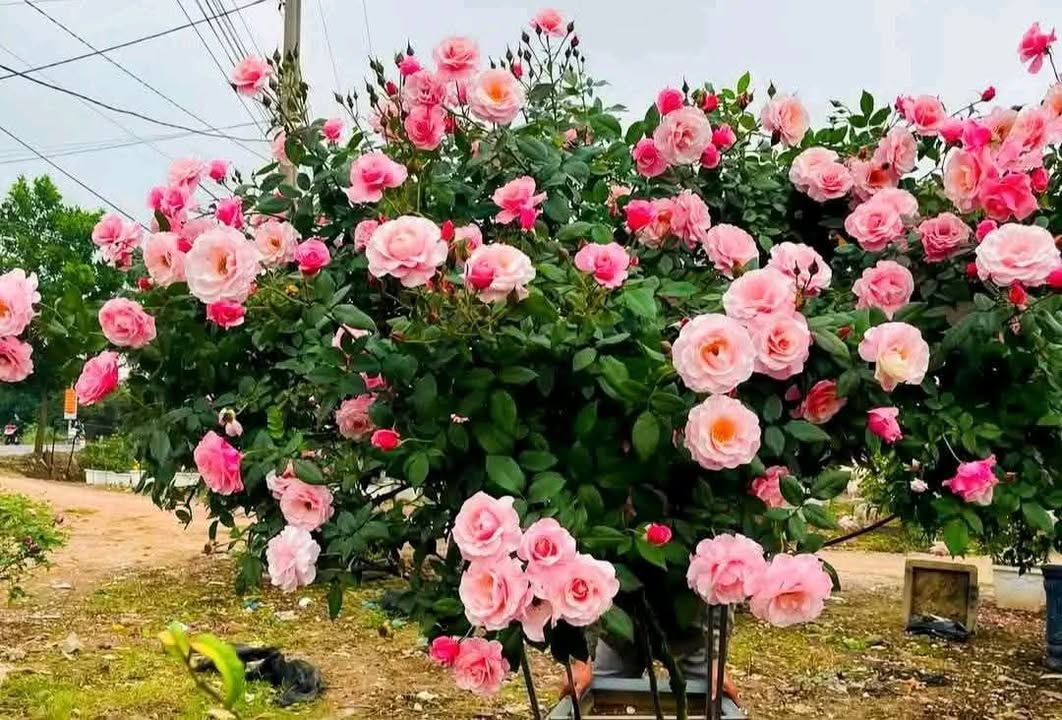 Đất nền Cẩm Quan, Cẩm Xuyên 176m² giá 1.2 tỷ - Sổ đỏ chính chủ!