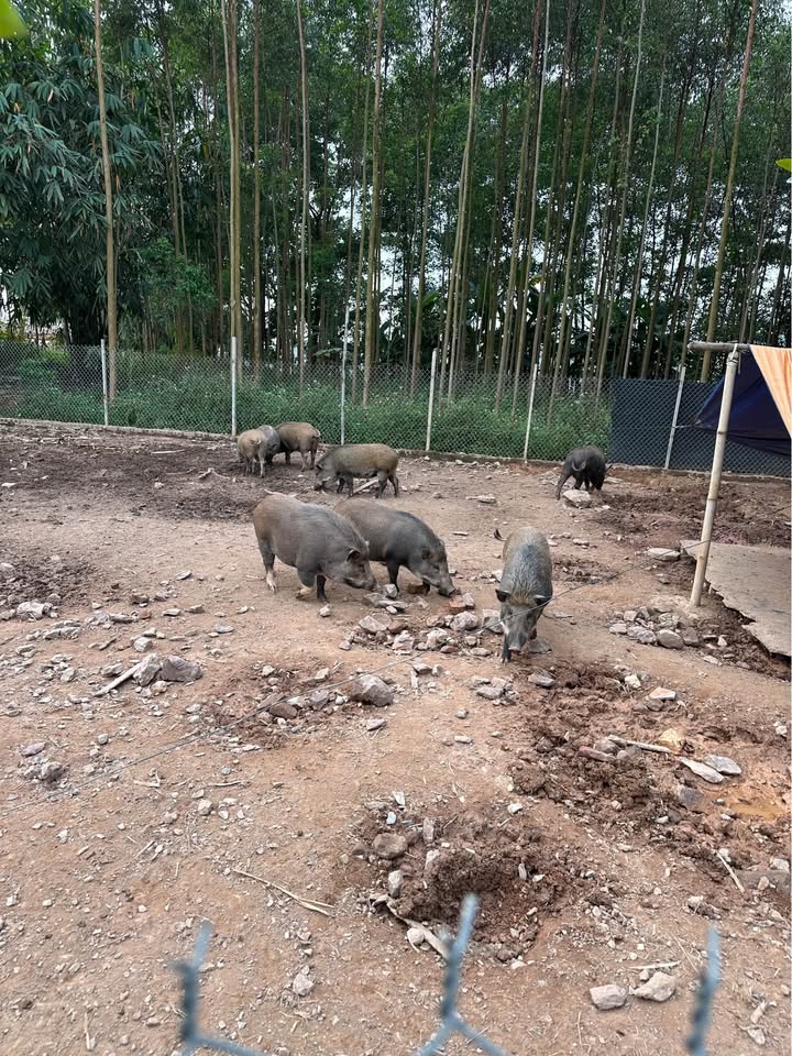 Bán Gấp 100ha Đất Rừng Sản Xuất Na Rì, Bắc Kạn - Giá Tốt Đầu Tư