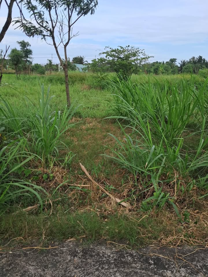 Đất nền Hưng Phú, Long Hưng, Gò Công, Tiền Giang 162m² giá 490 triệu - Cơ hội đầu tư tuyệt vời!