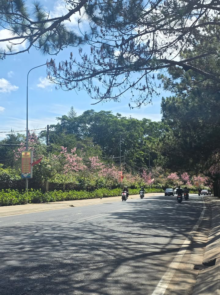 Nhà mặt tiền kinh doanh Đà Lạt 185m² giá 39 tỷ - Vị trí đắc địa!