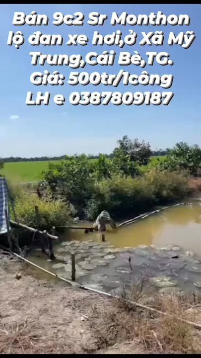 Đất trồng sầu riêng Mỹ Trung 92.000m² giá 4.6 tỷ - Đầu tư sinh lời tuyệt vời!